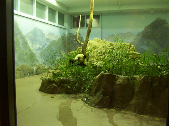 panda.jpg (47924 bytes)